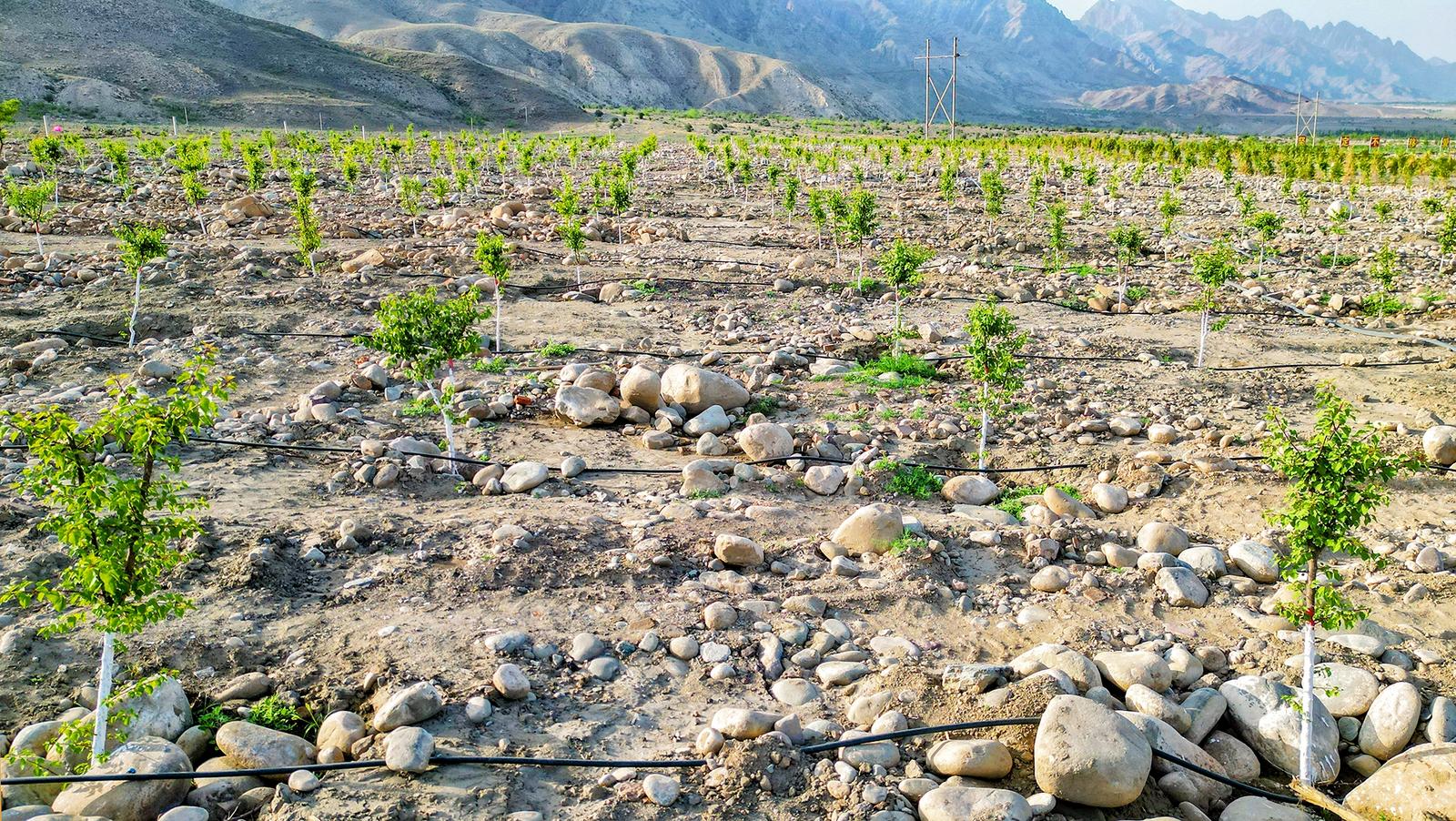 石嘴山市山林權(quán)改革讓綠水青山“顏”“值”齊升 培育新型綠化經(jīng)營(yíng)主體73個(gè) 發(fā)展林下經(jīng)濟(jì)3.3萬畝 實(shí)現(xiàn)產(chǎn)值4432萬元